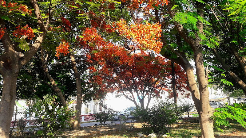 escuela de manejo Izúcar de Matamoros